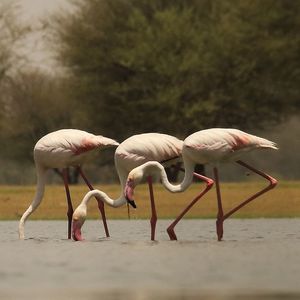 Close-up of birds in water