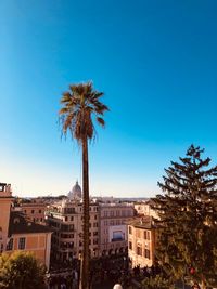 Palm trees and buildings against blue sky