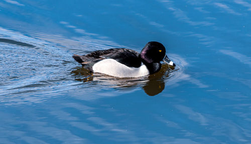 High angle view of duck swimming in lake