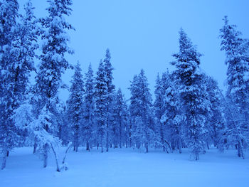 Trees on snow covered landscape against blue sky