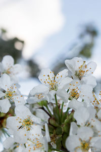 Close-up of white cherry blossoms in spring