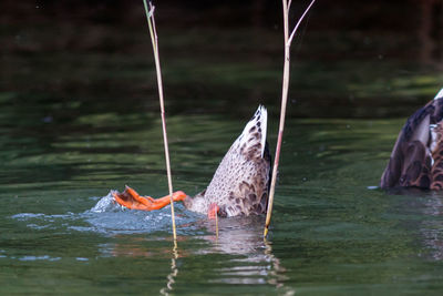 Birds flying over lake