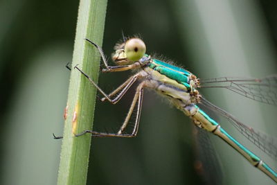 Close-up of insect