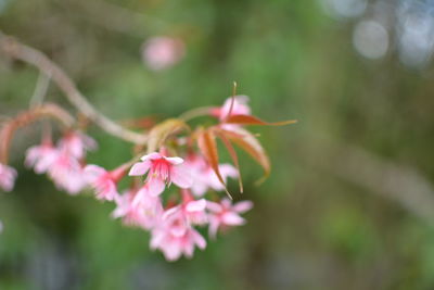 Close-up of pink cherry blossoms