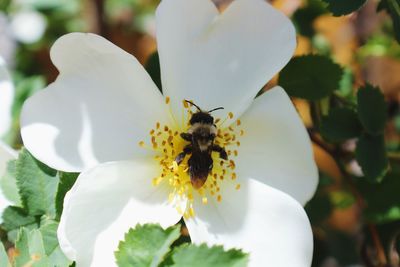 Close-up of bee on white flower