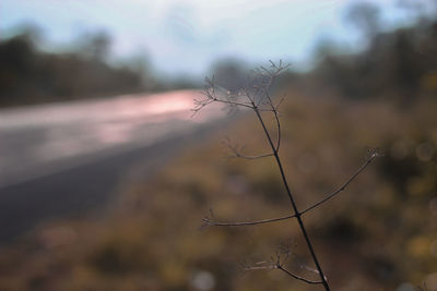 Close-up of plant against sky