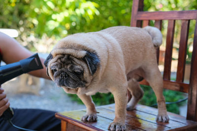 Portrait of a dog