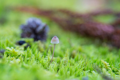 Close-up of mushroom growing on field