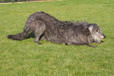 Sheep on field