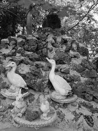 View of birds on rock