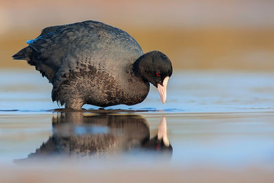 Close-up of duck on sea shore
