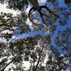 Low angle view of trees against sky