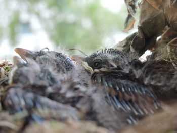 Close-up of young birds