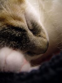 Close-up of cat