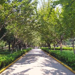 Empty road amidst trees in park