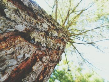 Low angle view of tree against sky