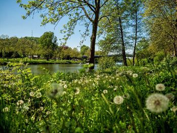 Scenic view of lake with trees in background