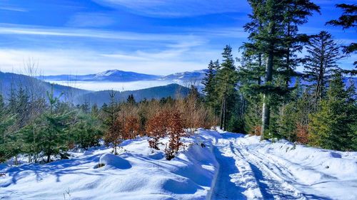 Pine trees on snow covered land against sky