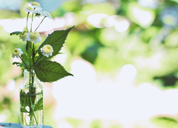 Close-up of white flowering plant