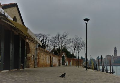 Birds in city against sky