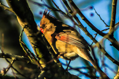 Low angle view of bird perching on branch