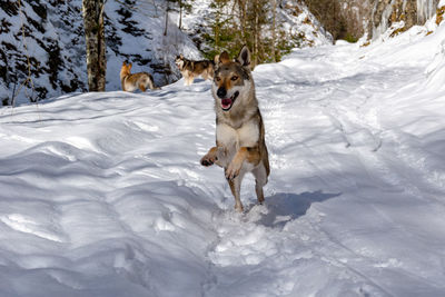 Dog standing on snow covered land