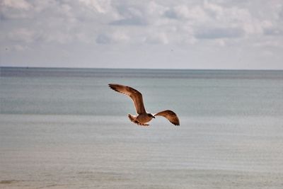 Bird on sea against sky