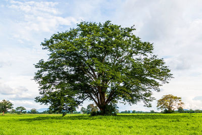 Tree on field against sky