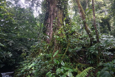 Trees growing in forest