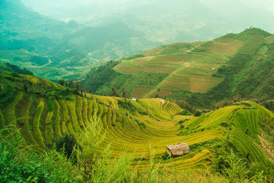 Scenic view of agricultural field