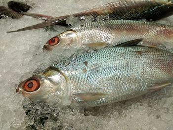 High angle view of fish for sale in market