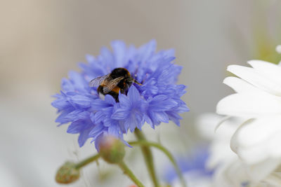 Close-up of bee on flower