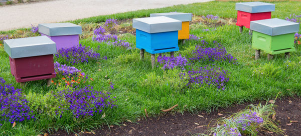 Close-up of purple flowering plants in field