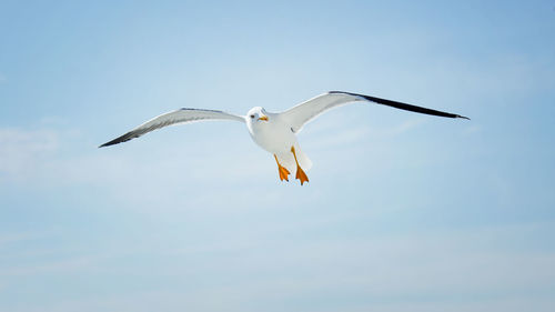 Low angle view of bird flying against sky