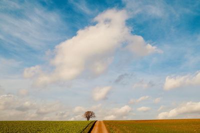 Scenic view of agricultural field against sky