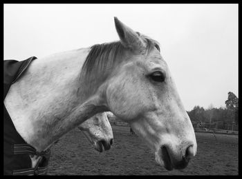 Horse standing in ranch against sky