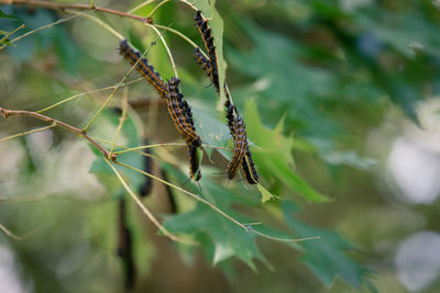 Close-up of caterpillars 