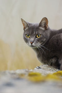 Close-up portrait of cat