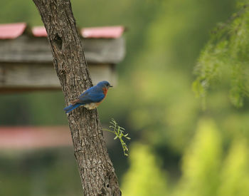 Bird perching on a tree