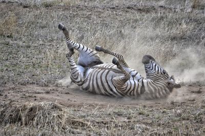 Zebras in the ground