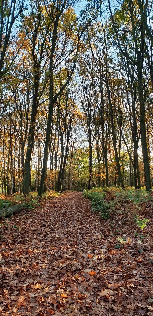 SUNLIGHT FALLING ON DRY LEAVES ON TREES