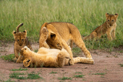 Three lion cubs play fighting near another