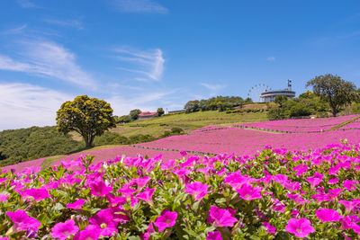 Purple flowering plants on field against sky