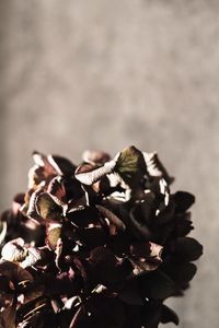 Close-up of flowers against blurred background