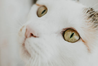 Close-up portrait of a cat