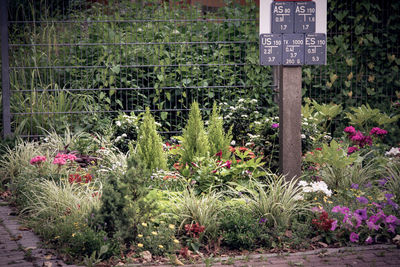 View of flowering plants in garden