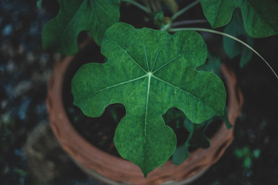 High angle view of potted plant on field