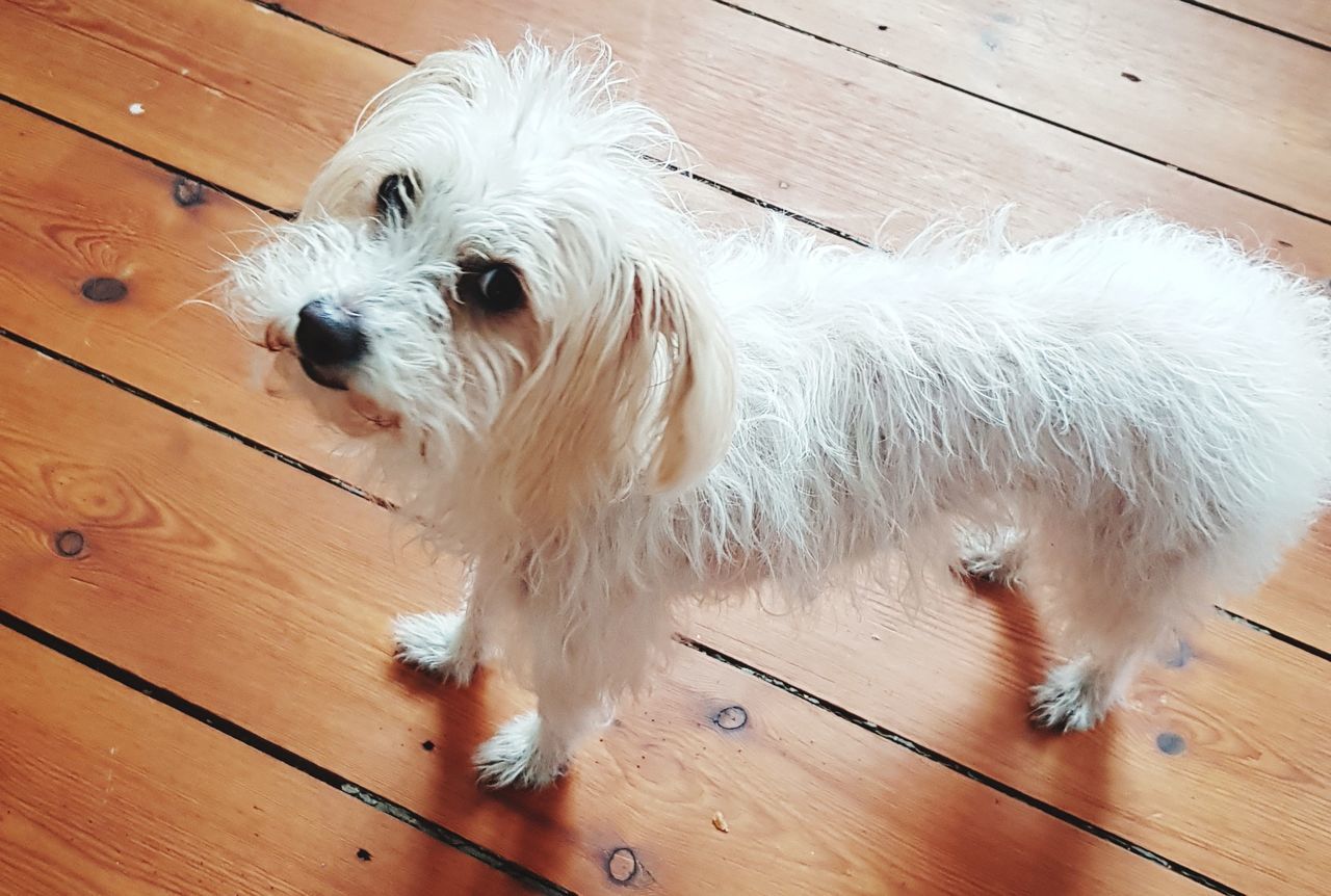 pet, animal themes, one animal, animal, domestic animals, mammal, dog, canine, maltese, hardwood floor, flooring, wood, havanese, puppy, bichon, bolognese, coton de tulear, white, cute, animal hair, west highland white terrier, indoors, no people, lap dog, young animal