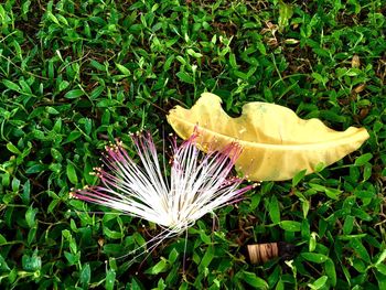 Close-up of plant growing on field