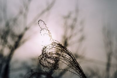 Close-up of wilted plant